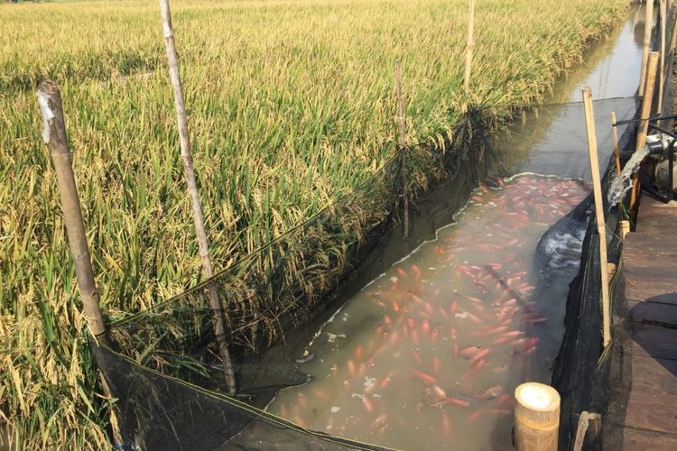 Lahan minapadi di Kabupaten Sukoharjo, Jawa Tengah.