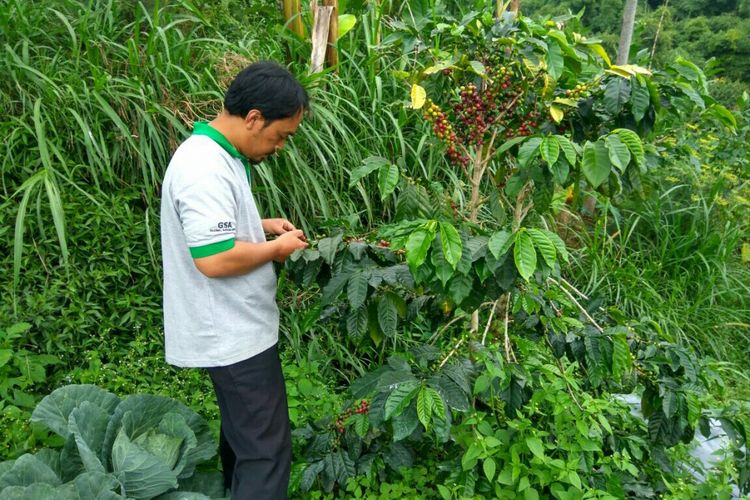 Seorang warga tengah memetik biji kopi di Dukuh Pasah, Desa Senden, Kecamatan Selo, Kabupaten Boyolali, Jawa Tengah.