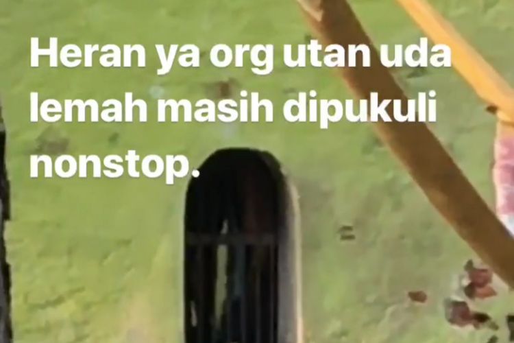 Potongan video yang memperlihatkan dugaan penganiayaan yang diduga dilakukan petugas satwa atau keeper kepada orang utan di Kebun Binatang Surabaya (KBS).