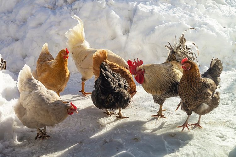 Gambar Mewarnai Ayam Betina : ayam: Mewarnai Gambar Ayam Jantan Dan