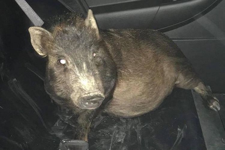 Inilah babi yang diamankan di Kepolisian North Ridgevill, setelah mengikuti seorang pria pada Sabtu (19/5/2018) waktu setempat.
