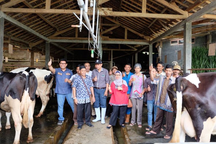 Peternakan Sapi Perah Di Indonesia Tentang Kolam Kandang Ternak