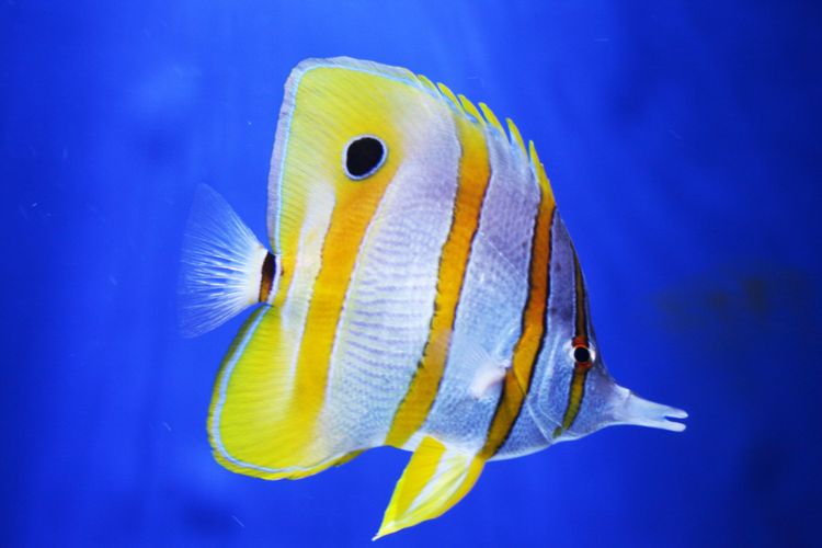 Butterflyfish