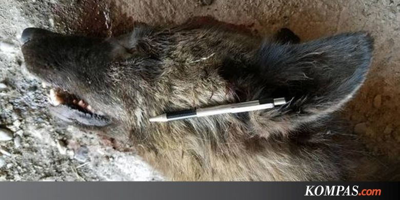 Hewan Misterius di AS Bingungkan Peneliti, Mungkinkah Werewolf?