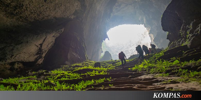 Rahasia Alam Semesta: Bisakah Hutan Tumbuh dalam Gua?