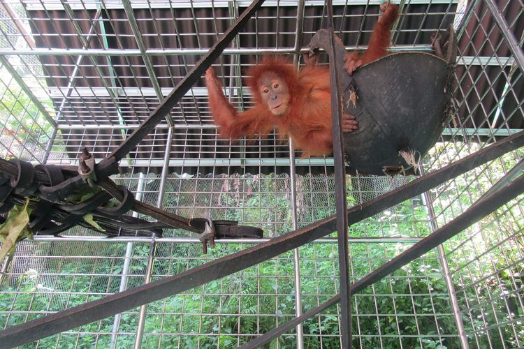 Orangutan Poni berkelamin betina diperkirakan berusia 5 tahun. Poni selama ini dipelihara oleh mandor kilang kayu selama tiga bulan. Kini Poni, sebagaimana Pandi dirawat di Pusat Karantina dan Rehabilitasi Orangutan di Batu Mbelin.