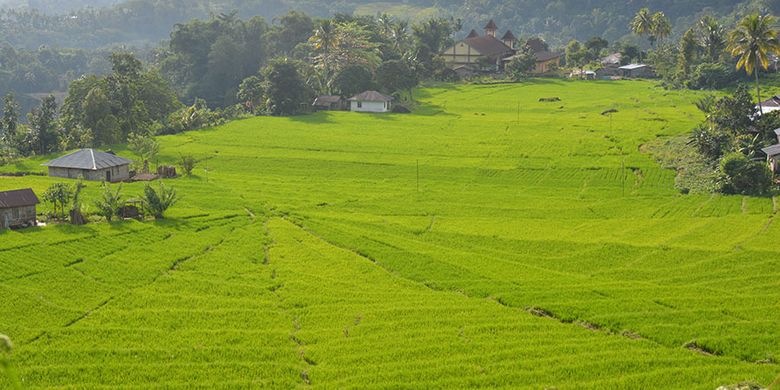 Persawahan Lingko Lamah, di Kampung Lamah, Kelurahan Goloru, Kecamatan Kuwus, Kabupaten Manggarai Barat, Flores, NTT, Minggu, (31/3/2019). Ini merupakan salah satu destinasi wisata alam di Lembah Ranggu-Kolang Flores Barat. 