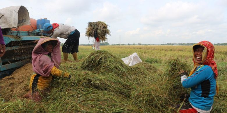 Petani sedang menggiling padi yang sudah dipanen