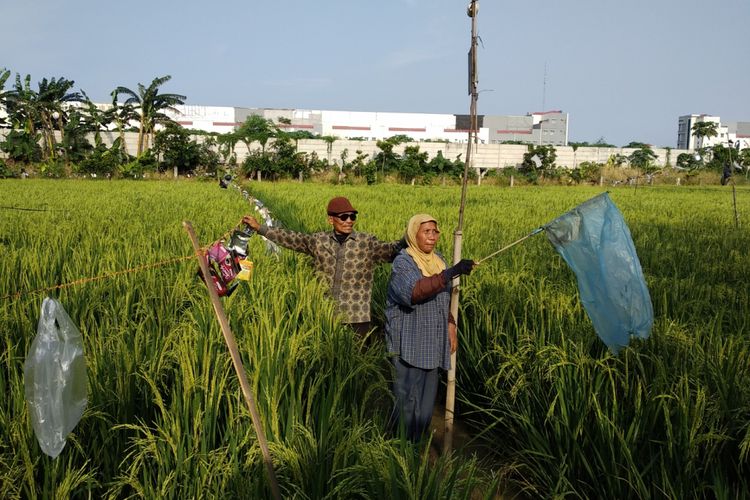 Usup (70) dan Oti (52) berusaha mengusir hama burung yang menyerang padi mereka di lahan persawahan dekat BKT, Jakarta Timur, Rabu (14/3/2018)