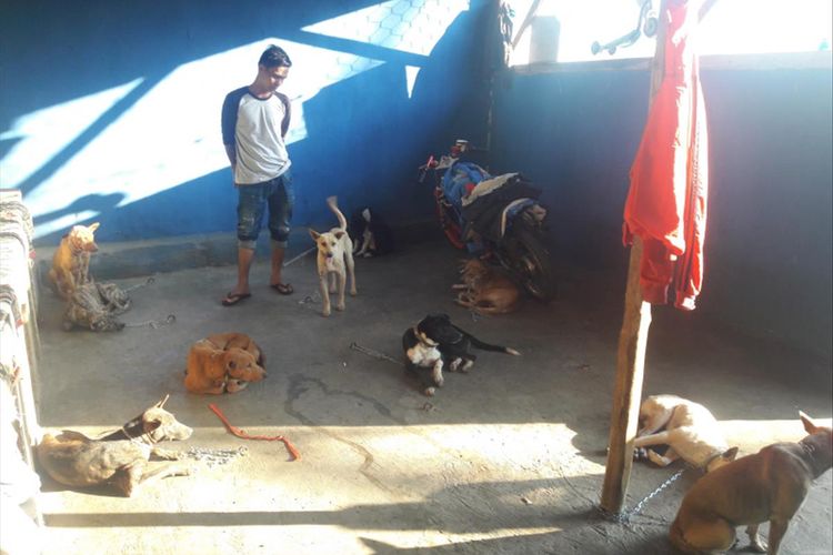 Malik, pedagang anjing dari Padang, Sumatera Barat, memeriksa anjing-anjing kampung Garut yang akan dibawa dari rumah Didin, pengepul anjing di Kampung Cilimus, Desa Sukarame, Kecamatan Bayongbong, Garut. Anjing kampung Garut diminati sebagai anjing pemburu untuk kegiatan berburu di Sumbar. 