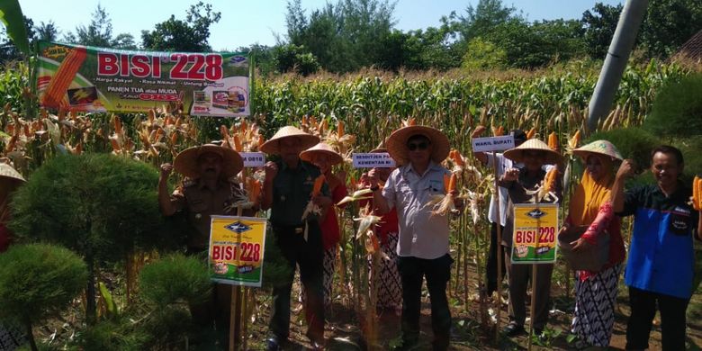 Meski lahan yang dimiliki tidak begitu subur, namun para petani jagung di Desa Sindurejo, Malang ini masih bisa menanam jagungnya dengan baik, bahkan menghasilkan panen yang luar biasa pada Senin (25/2/2019) lalu.