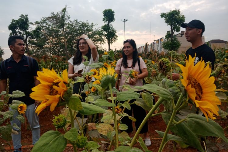 Wisatawan berfoto dengan bunga matahari, di Arumdalu Farm di Scientia Park, Serpong salah satu wisata agro di dekat Jakarta, Selasa (18/9/2018).