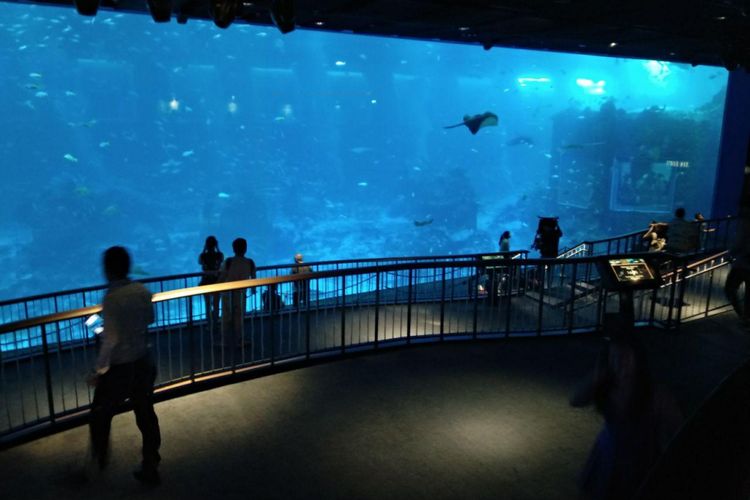 Area open ocean habitat di S.E.A. Aquarium, Singapura