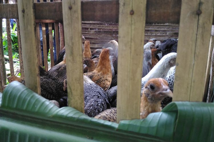 Kementerian Pertanian memberikan bantuan 50 ekor ayam untuk setiap rumah tangga miskin di Kabupaten Bondowoso, Jawa Timur, Selasa (22/5/2018). Bantuan itu terkait program Bedah Kemiskinan, Rakyat Sejahtera untuk mengurangi angka kemiskinan.