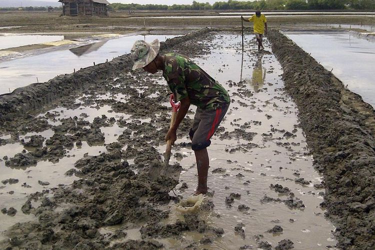 Petambak beralih menjadi petani garam, Jumat (28/7/2017)