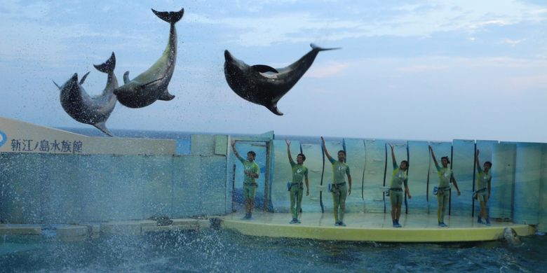 Ada juga pertunjukan lumba-lumba yang siap menghibur wisatawan.