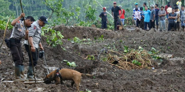 Anggota polisi dengan bantuan Unit Satwa K9 Polda Jawa Timur mencari korban bencana longsor di Desa Jambesari, Sumberbaru, Jember, Jawa Timur, Selasa (17/10). Polda Jawa Timur menurunkan tiga anjing pelacak untuk memaksimalkan pencarian tiga korban bencana longsor yang belum ditemukan. 
