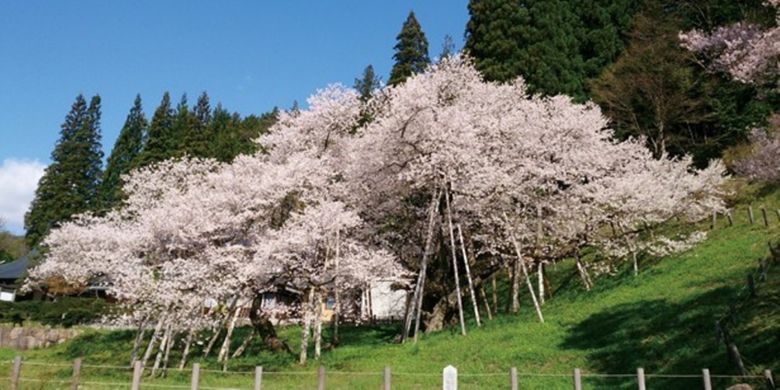 Edo Higan-zakura yang ada di kota Takayama prefektur Gifu 