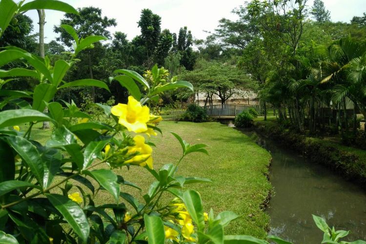 Taman Cantik Penuh Bunga Teratai Di Jakarta Selatan