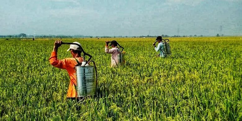 Petani sedang menyemprot pestisida untuk mencegah dan mengendalikan Serangan Organisme Pengganggu Tumbuhan.