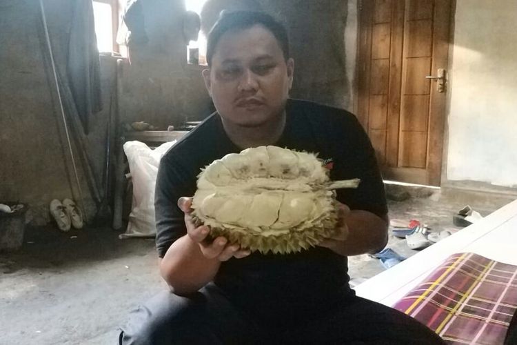 Pegiat Pangan Lokal Lebak, Wandi S Assayid menunjukkan jenis durian jumbo Bungbulang, Jumat (11/1/2019). Jenis Bungbulang merupakan durian unggul yang bisa mencapai bobot 12 kilogram.