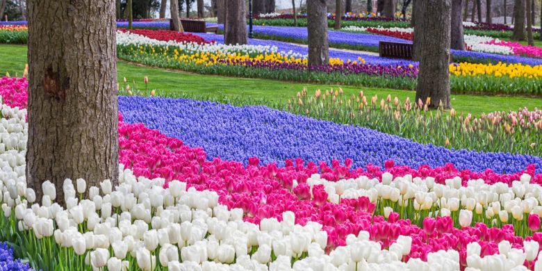 Hamparan bunga tulip di Emirgan Park, Turki.