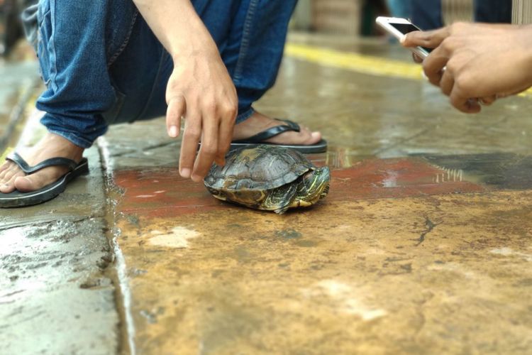 Seekor kura-kura ditemukan warga saat banjir di Jatinegara, Rabu (7/2/2018)
