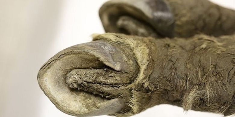 Kuku bayi kuda prasejarah yang terawetkan di Siberia
