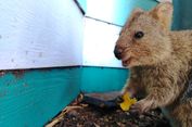 Mau Lihat Quokka, Hewan Paling Bahagia di Bumi? Ini Penampakannya