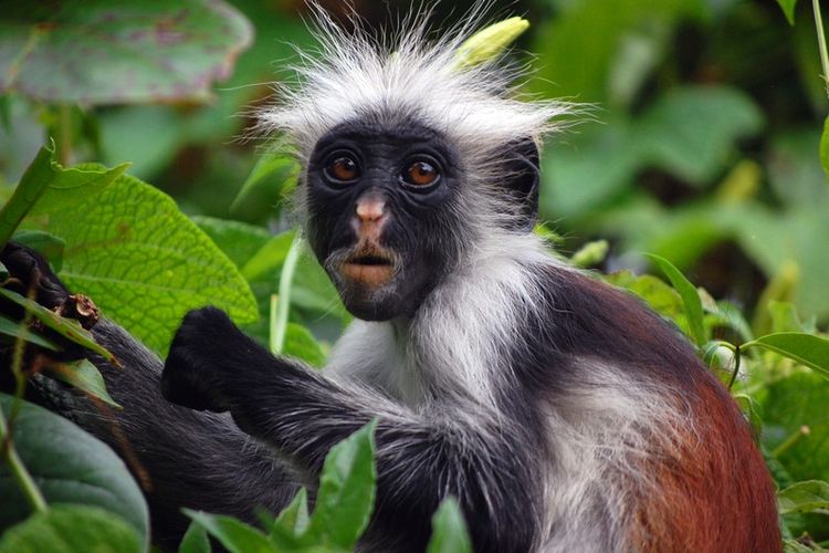 Red Colobus Monkey (Procolobus kirkii) in Jozani Forest, Zanzibar, Tanzania