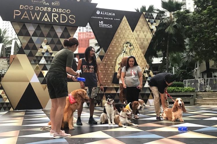 Anjing yang mengikuti kompetisi di acara Dog Does Disco Pawards di mal Central Park Jakarta (27/4/2019).