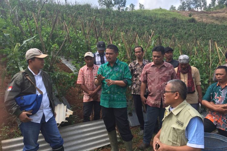 Direktur Jenderal Hortikultura Kementerian Pertanian, Suwandi, menegaskan kebijakan wajib tanam bagi importir tetap berlanjut. 