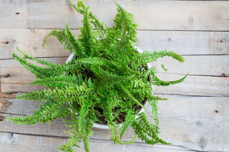 Boston Fern