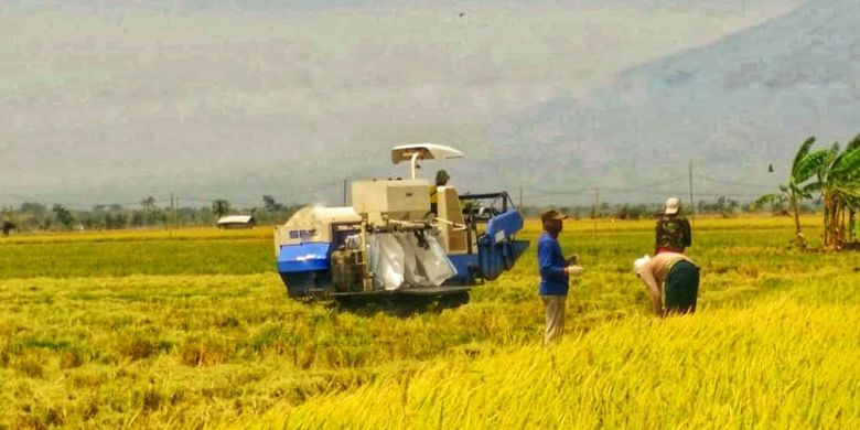 Panen padi di musim kemarau