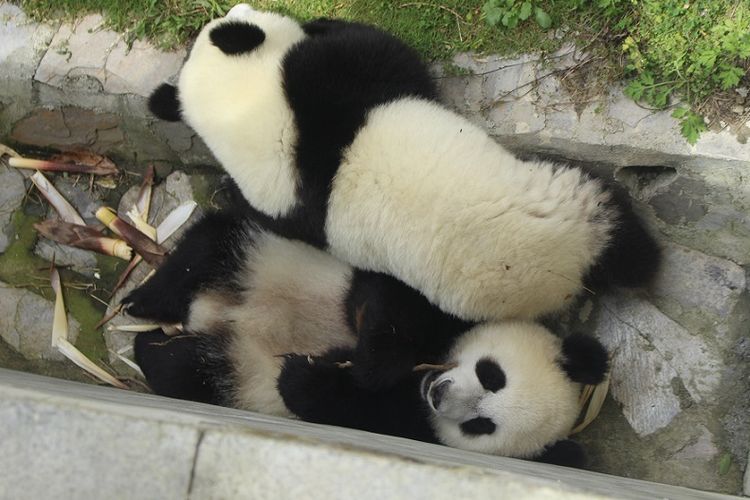 Anak panda di Wolong Panda Base, China.