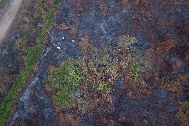 BKSDA Kalbar bersama IAR Indonesia menyelamatkan 2 individu orangutan yang jadi korban kebakaran hutan dan lahan di Ketapang, Kalimantan Barat.