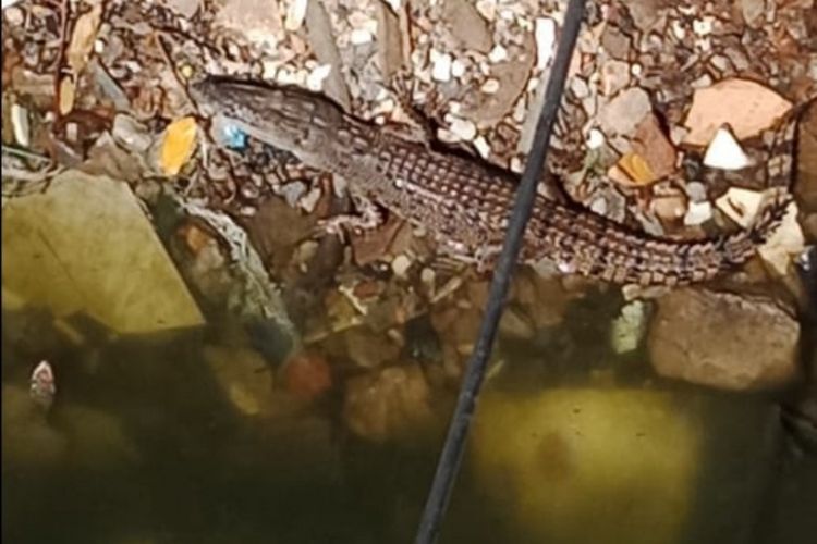 Seekor buaya ditemukan petugas UPK Badan Air yang sedang membersihkan Kali Anak Ciliwung di Jalan Gunung Sahari, Jakarta Utara, Senin (8/10/2018).