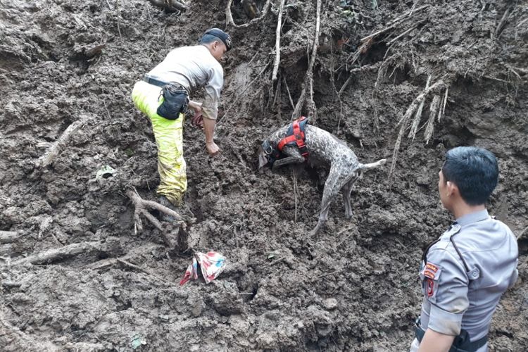 Anjing pelacak unit K9 Polda Sulawesi Selatan tengah mengendus jenazah korban tertimbun longsor di Dusun Pattiro, Desa Pattallikang, Kecamatan Manuju, Kabupaten Gowa, Sulawesi Selatan. Kamis, (24/1/2019).