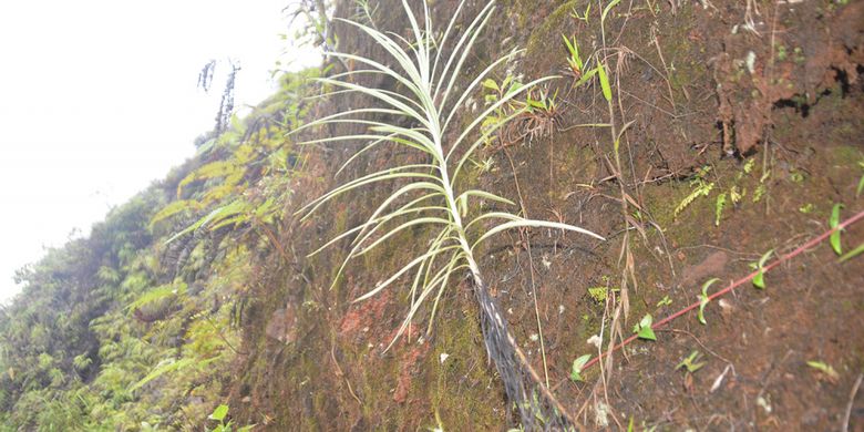 Tumbuhan liar Edelweis di lereng bukit Wajur, Desa Wajur, Kecamatan Kuwus Barat, Manggarai Barat, Flores, NTT, Rabu (2/1/2019). 