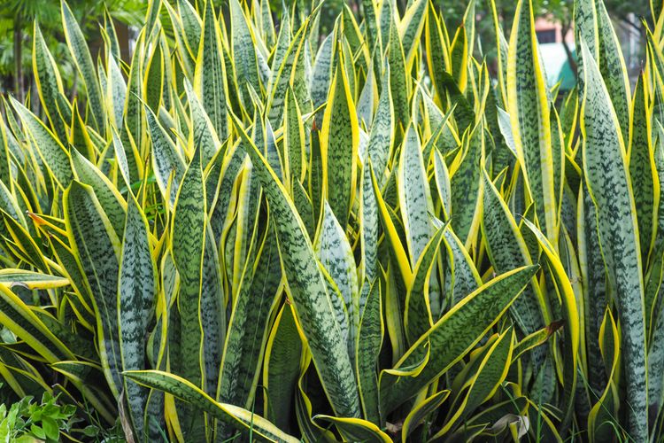 Ilustrasi lidah mertua (Sansevieria trifasciata).