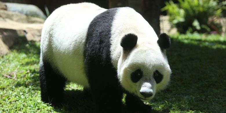 Seekor panda (Ailuropada melanoleuca) asal China diperlihatkan seusai proses karantina di Istana Panda Indonesia, Taman Safari Indonesia Bogor, Jawa Barat, Rabu (1/11/2017). Sepasang panda, Cai Tao (jantan) dan Hu Chun (betina) yang berasal dari pengembangbiakan di China Wildlife Conservation Association (CWCA) akan diperkenalkan untuk publik pada November 2017.