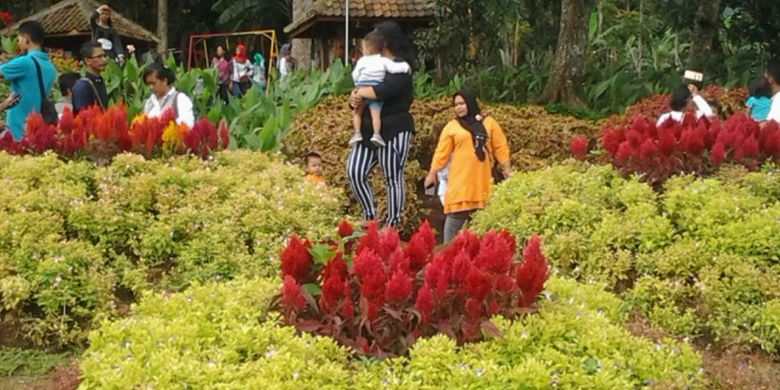 Taman Bunga Celosia di kawasan wisata Gedung Songo, Kecamatan Bandungan, Kabupaten Semarang, Jawa Tengah.