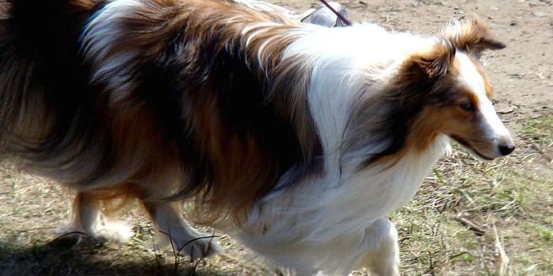 Anjing Shetland sheepdog modern