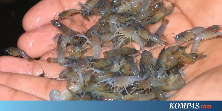 Cari Lobster Ditebing, Jiyono Hilang