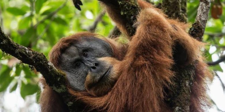 Orangutan Batang Toru atau Tapanuli lebih dekat hubungannya dengan Orangutan Kalimantan daripada Orangutan Sumatera. Mereka hidup di sebuah hutan terisolasi yang ada di pegunungan Sumatera.