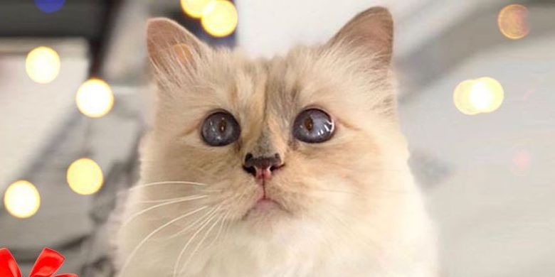 Choupette, kucing kesayangan ikon fesyen dunia Karl Lagerfeld.