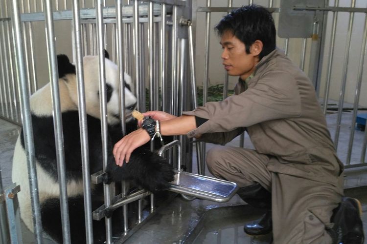 Suwanto, keeper panda dari Taman Safari Indonesia sedang memberi makan cake kepada Hu Chun salah satu panda yang akan dikirim ke Indonesia, di Wolong Panda Base, Senin (25/9/2017).