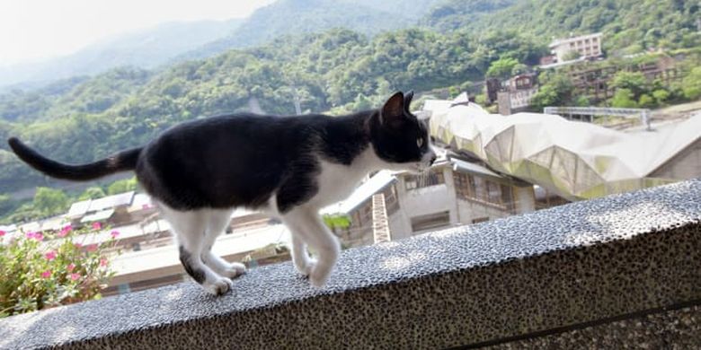 Houtong, desa kucing di Taiwan. 