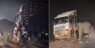 Gajah Muda Mati Tertabrak Truk Saat Menyeberang Jalan, Induknya Setia Menemani