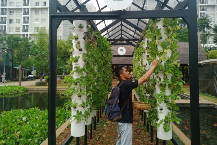 Wisatawan memanen sayuran, di Arumdalu Farm di Scientia Park, Serpong salah satu wisata agro di dekat Jakarta, Selasa (18/9/2018).